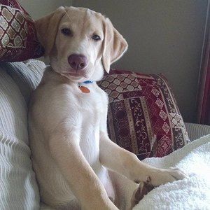 Meet your Posher, Emery